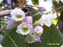 Dendrobium lamellatum